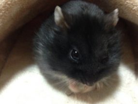 campbell-hamster