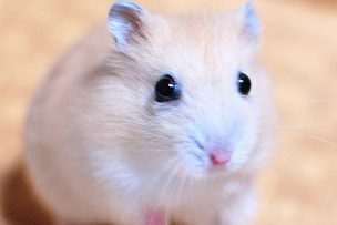 hamster-round