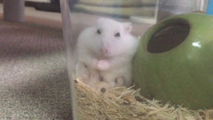 hamster-relax