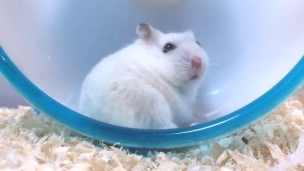 hamster-turn-around
