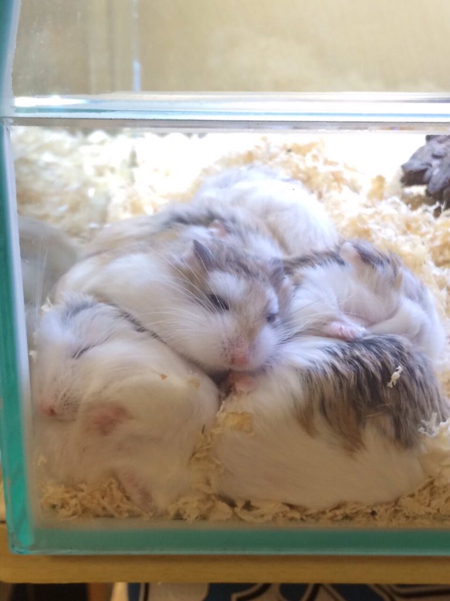 roborovski-hamsters