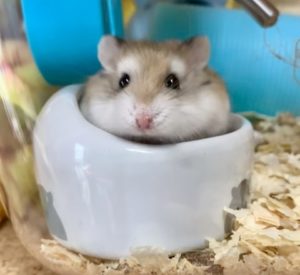 roborovski-hamster-normal