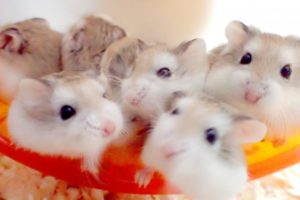 roborovski-hamsters