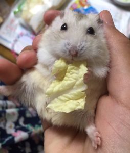 ラッコ食いするハムスター