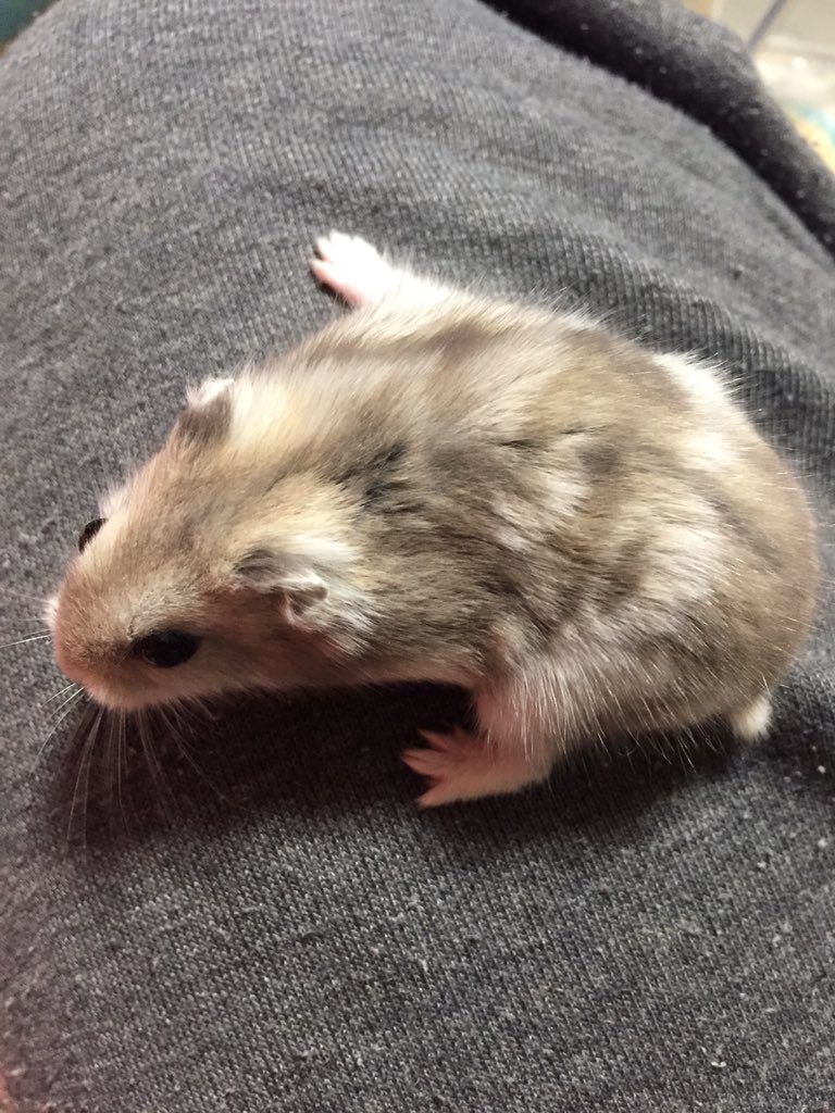 Color-Change-white-hamster
