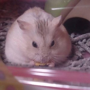 hamster-clean-up2