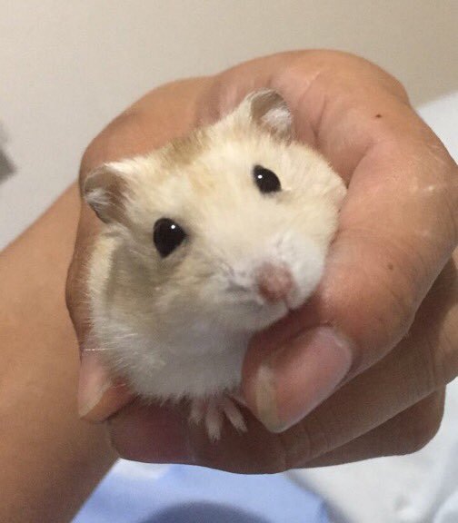 emotionally-attached-hamster