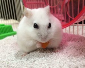 hamster-eat-Carrots1