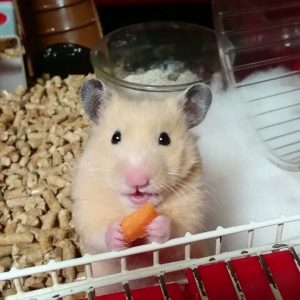 hamster-eat-Carrots2
