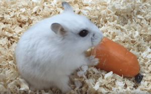 hamster-eat-Carrots3