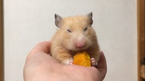 hamster-eat-pumpkin1