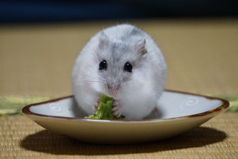 hamster-eat-broccoli-1