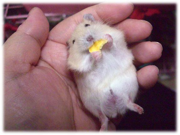 hamster-eat-banana