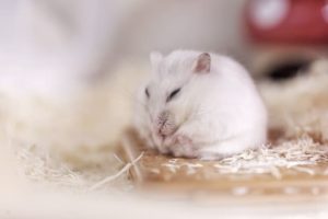 sleeping-hamster