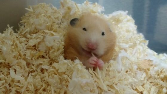 hamster-eat-bean-sprouts