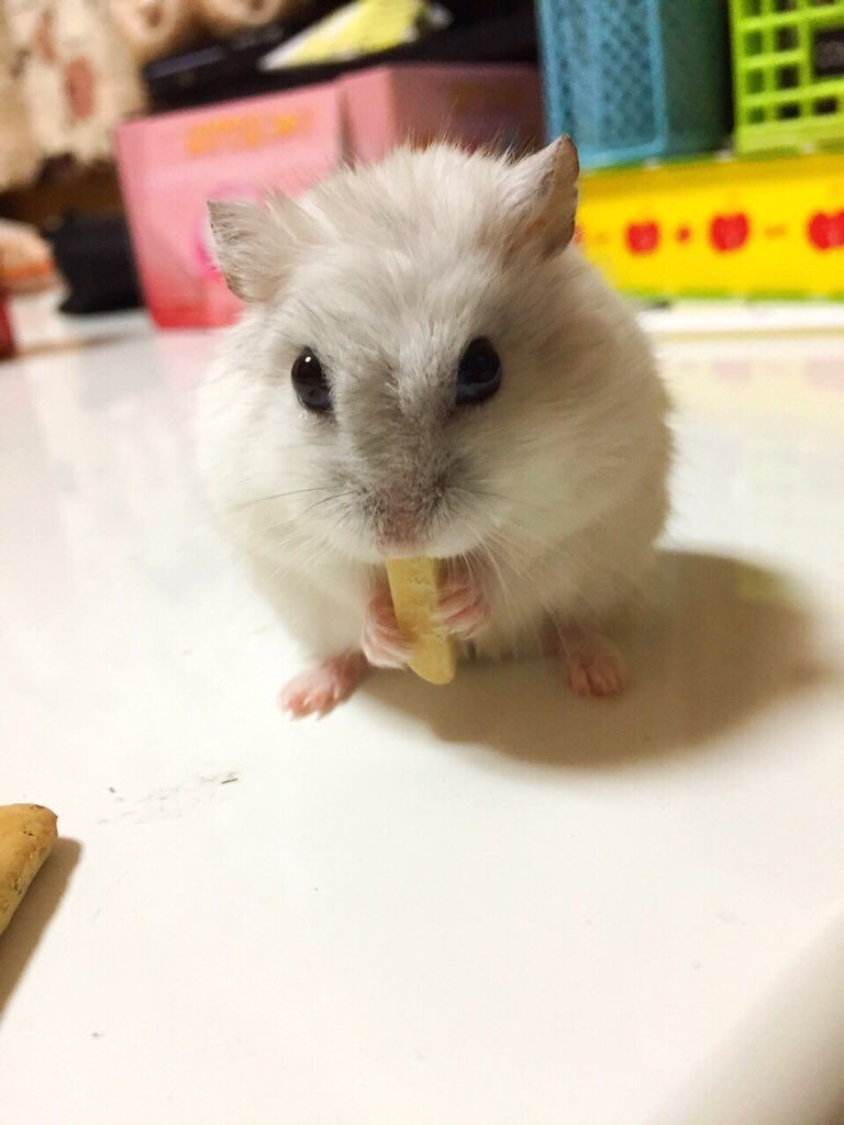 hamster-eat-cheese