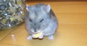 hamster-eat-cheese2