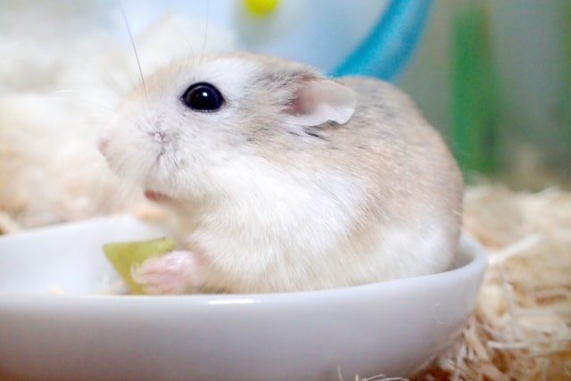 hamster-eat-spinach