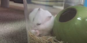 hamster-grooming-2