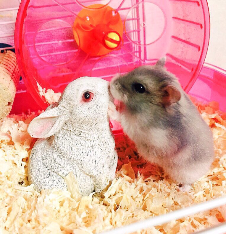 rabbit＆hamster
