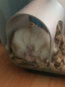 hamster-Lying-down3
