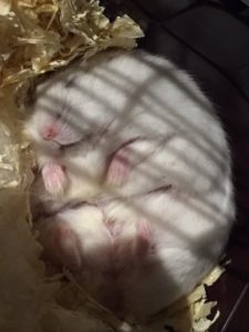 hamster-flat-on-back2