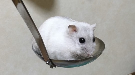 hamster-on-a-ladle