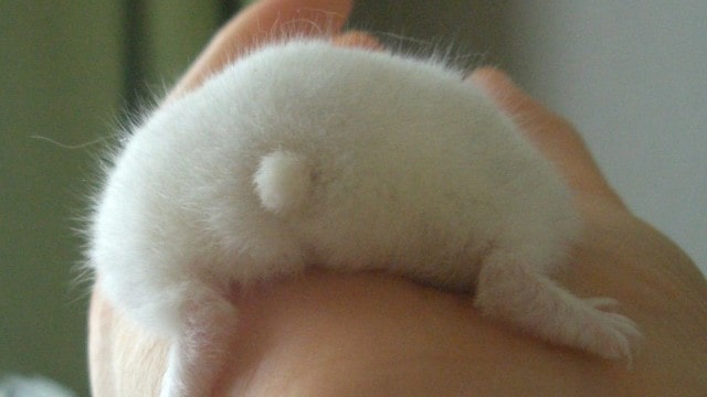 hamster-tail