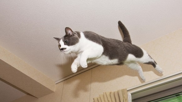 cat-jump