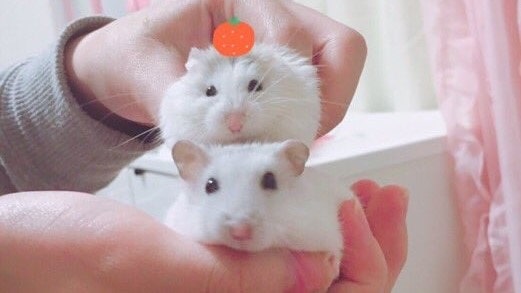 ハムスターがかわいい理由!なぜハムスターはかわいいのか徹底解明! - Cute Hamster