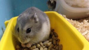 hamster-eat-pellet
