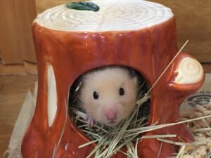 hamster-hiccup-2